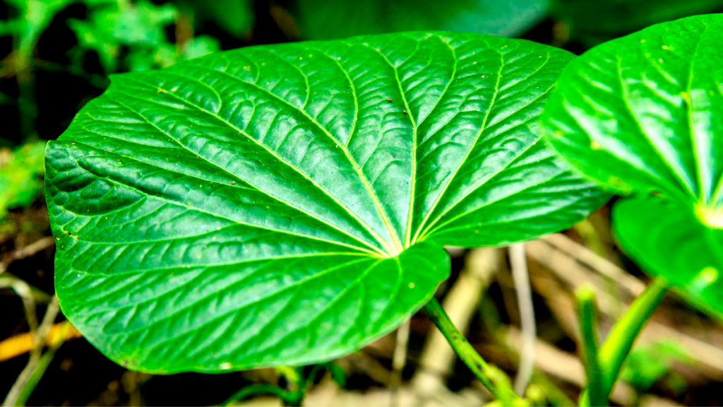 Pacific Islands Kava Producing Countries Agree on the Plan for Regional and United Kava Approach